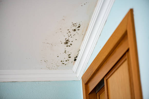 Best Mold Remediation Services  in Porterville, CA
