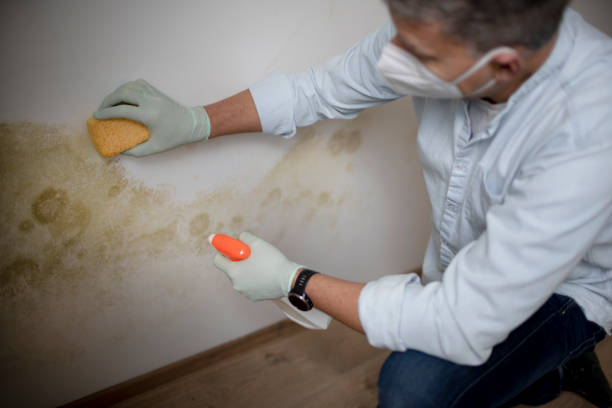 Best Home Mold Removal  in Porterville, CA