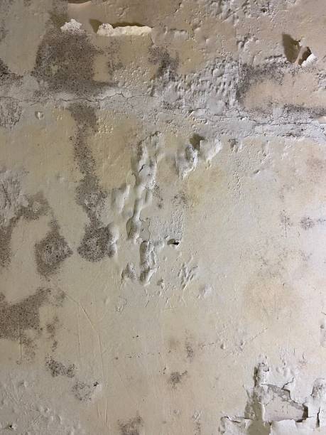 Best Commercial Mold Removal  in Porterville, CA