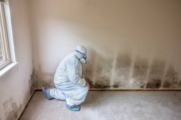 Best Toxic Mold Removal  in Porterville, CA
