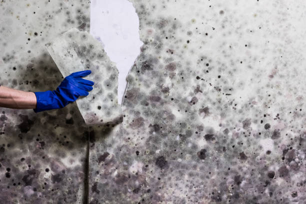 Best Attic Mold Removal  in Porterville, CA