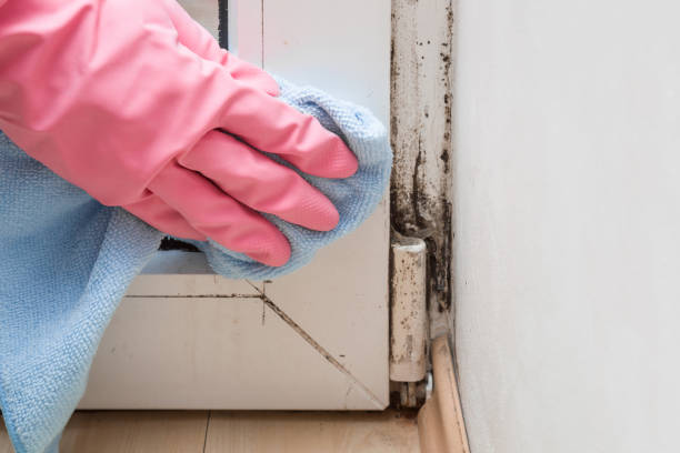 Best Toxic Mold Removal  in Porterville, CA