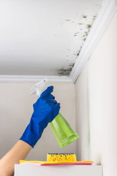 Porterville, CA Mold Removal Company