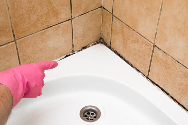 Crawl Space Mold Removal in Porterville, CA