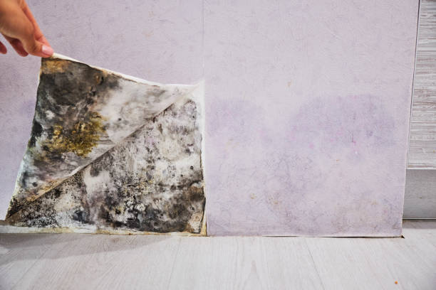  Porterville, CA Mold Removal Pros